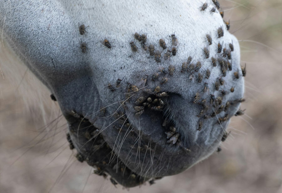 mosche infestano cavallo